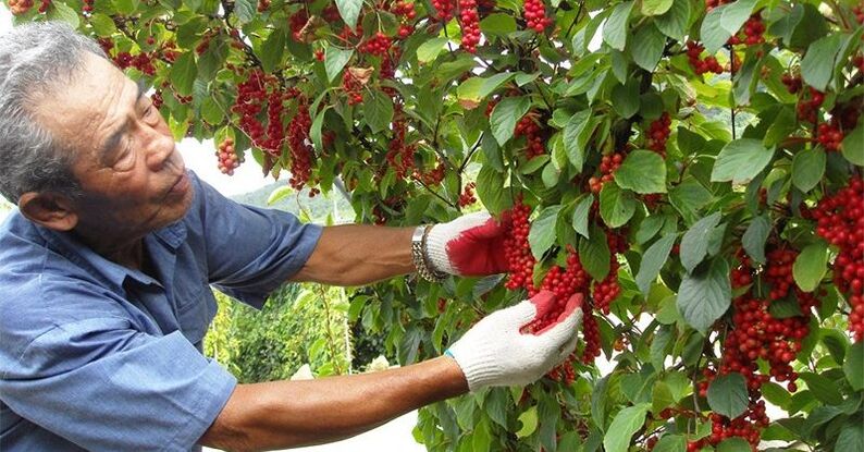 La citronnelle chinoise pour augmenter la puissance