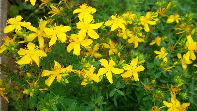 Quelles herbes augmentent la puissance masculine